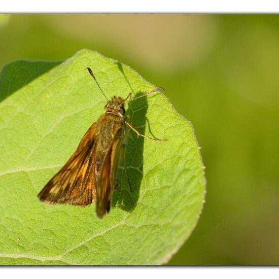 Large Skipper: Animal in habitat Natural Meadow in the NatureSpots App