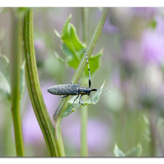 Agapanthia villosoviridescens: Animal in habitat Natural Meadow in the NatureSpots App