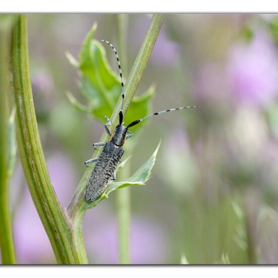 Agapanthia villosoviridescens: Animal in habitat Natural Meadow in the NatureSpots App