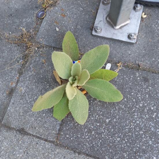 Verbascum: Plant in habitat Road or Transportation in the NatureSpots App