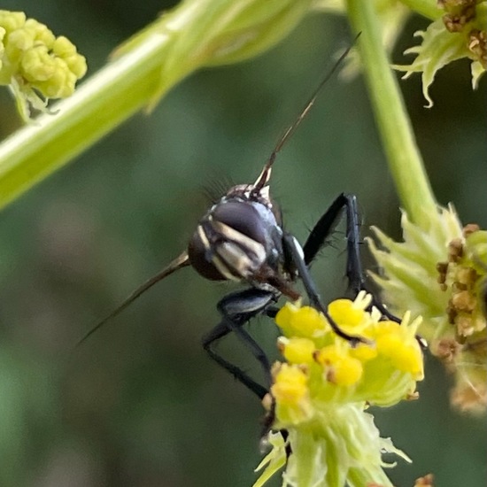 Cylindromyia bicolor: Tier im Habitat Garten in der NatureSpots App