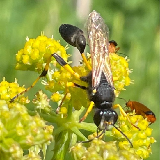 Sceliphron destillatorium: Animal in habitat Garden in the NatureSpots App