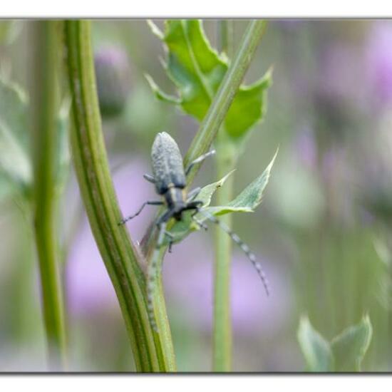 Agapanthia villosoviridescens: Animal in habitat Natural Meadow in the NatureSpots App