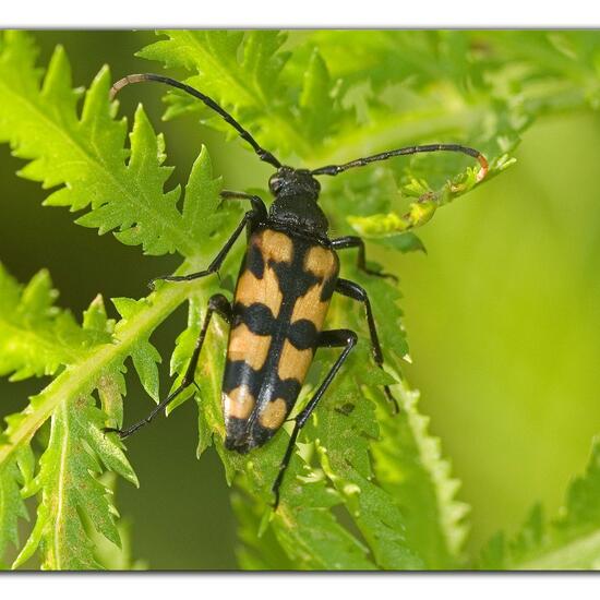 Leptura quadrifasciata: Animal in habitat Natural Meadow in the NatureSpots App