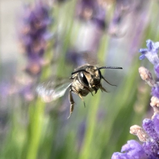 Coelioxys: Animal in habitat Garden in the NatureSpots App