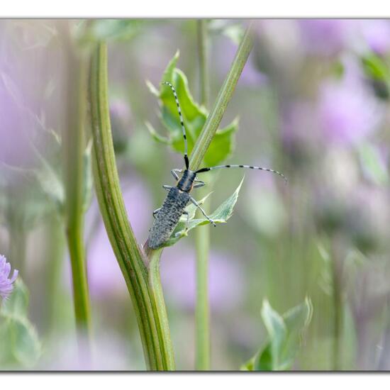 Agapanthia villosoviridescens: Animal in habitat Natural Meadow in the NatureSpots App