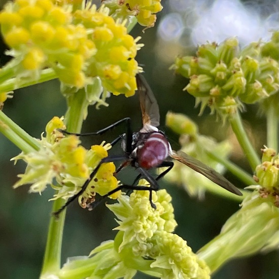 Cylindromyia bicolor: Tier im Habitat Garten in der NatureSpots App