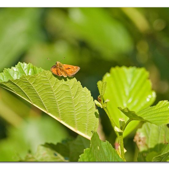 Large Skipper: Animal in habitat Natural Meadow in the NatureSpots App