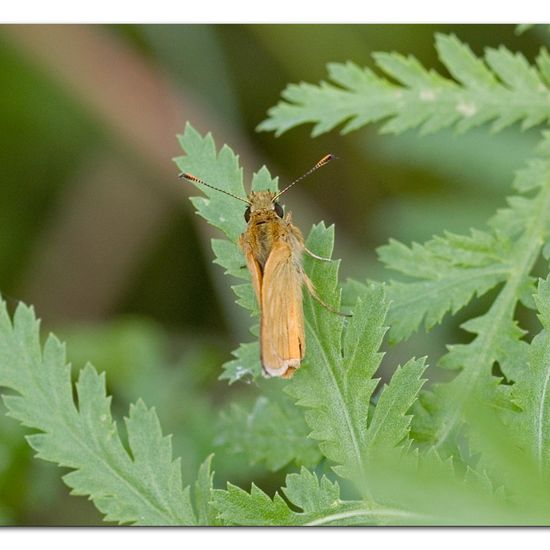 Large Skipper: Animal in habitat Natural Meadow in the NatureSpots App