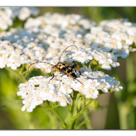 Rutpela maculata: Animal in habitat Natural Meadow in the NatureSpots App