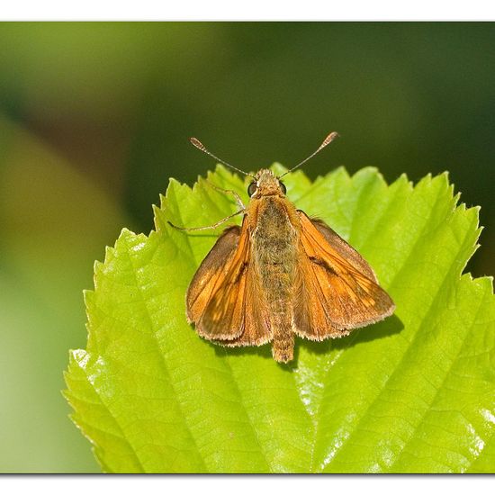 Large Skipper: Animal in habitat Natural Meadow in the NatureSpots App