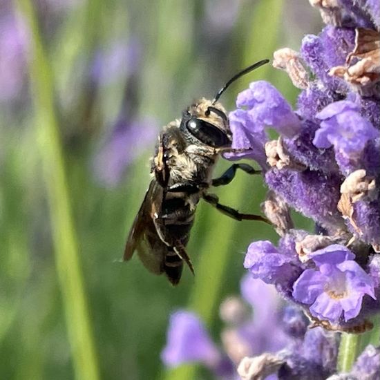 Coelioxys: Animal in habitat Garden in the NatureSpots App