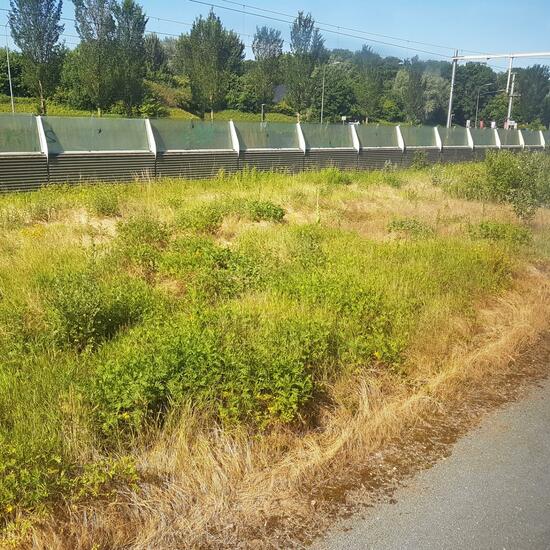 Landscape: Grassland and Shrub in habitat Steppe in the NatureSpots App