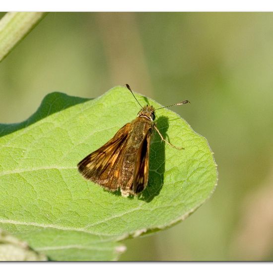 Large Skipper: Animal in habitat Natural Meadow in the NatureSpots App