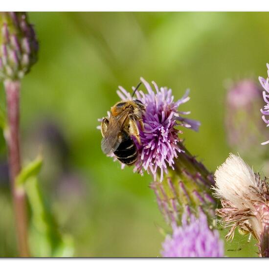 Andrena dorsata: Animal in habitat Natural Meadow in the NatureSpots App