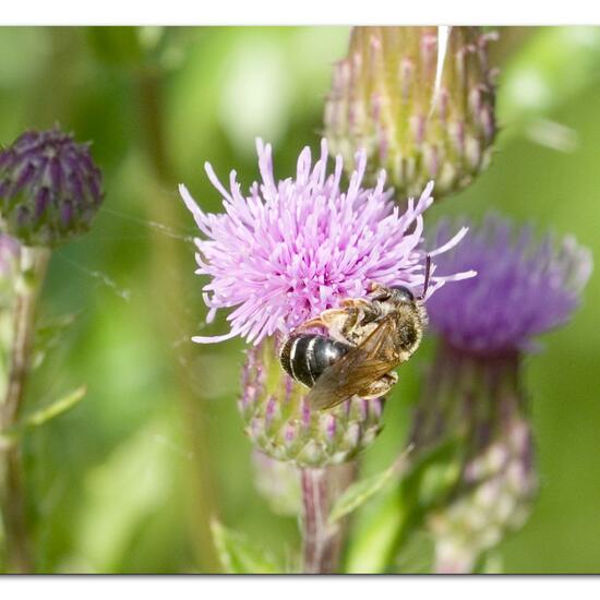 Andrena dorsata: Tier im Habitat Naturnahe Wiese in der NatureSpots App