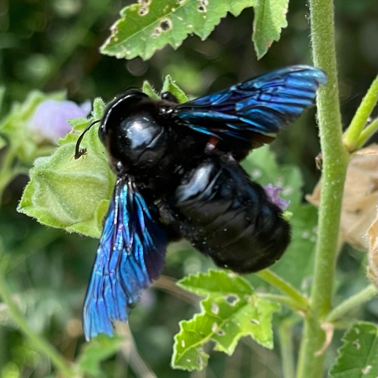 Holzbienen: Tier in der Natur in der NatureSpots App