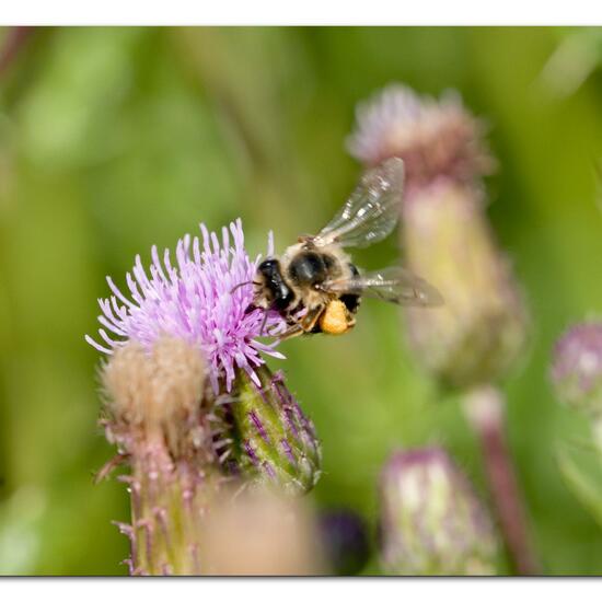 Gemeine Sandbiene: Tier im Habitat Naturnahe Wiese in der NatureSpots App