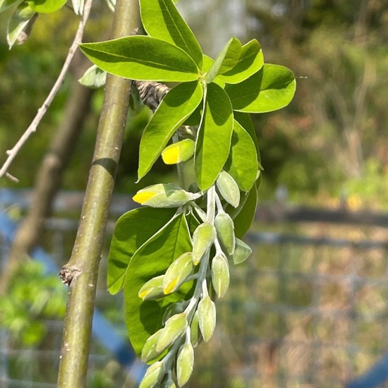 Gemeiner Goldregen: Pflanze im Habitat Garten in der NatureSpots App