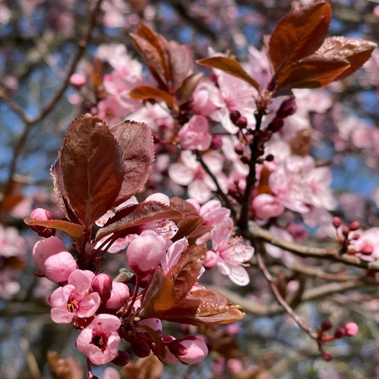 Kirschpflaume: Pflanze im Habitat Garten in der NatureSpots App