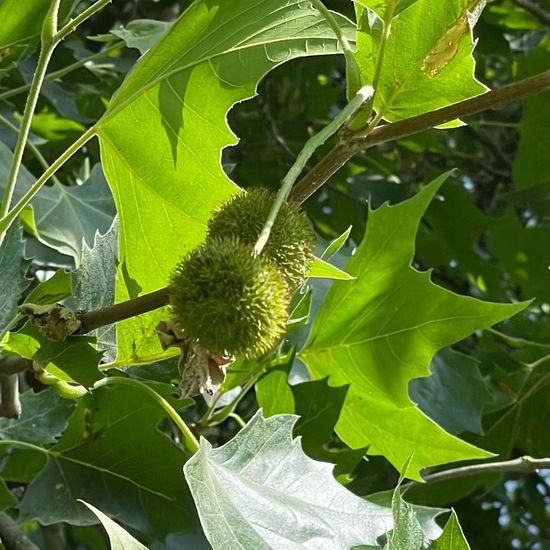 Ahornblättrige Platane: Pflanze im Habitat Park in der NatureSpots App