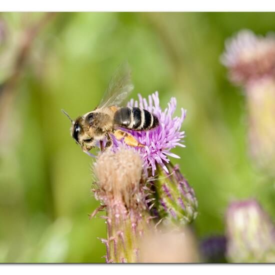 Andrena flavipes: Animal in habitat Natural Meadow in the NatureSpots App