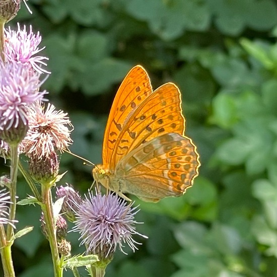 Kaisermantel: Tier im Habitat Park in der NatureSpots App