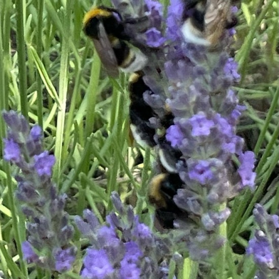 Echter Lavendel: Pflanze im Habitat Stadt und Garten in der NatureSpots App