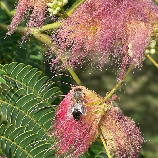 Seidenbaum: Pflanze im Habitat Stadt und Garten in der NatureSpots App