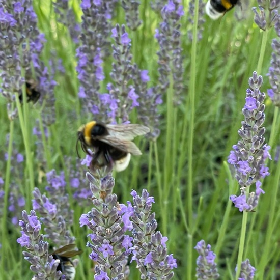 Echter Lavendel: Pflanze im Habitat Stadt und Garten in der NatureSpots App