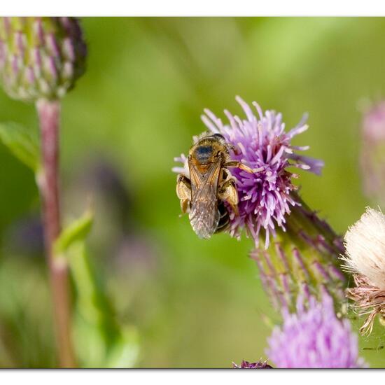 Andrena dorsata: Animal in habitat Natural Meadow in the NatureSpots App