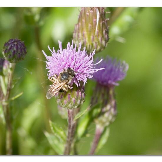 Andrena dorsata: Tier im Habitat Naturnahe Wiese in der NatureSpots App