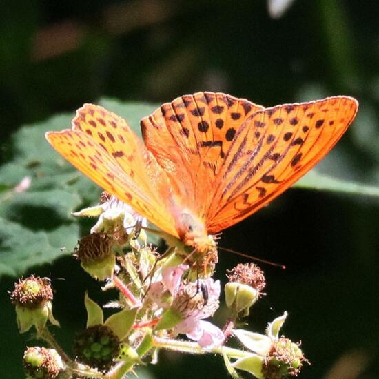 Argynnis paphia: Animal in habitat Temperate forest in the NatureSpots App