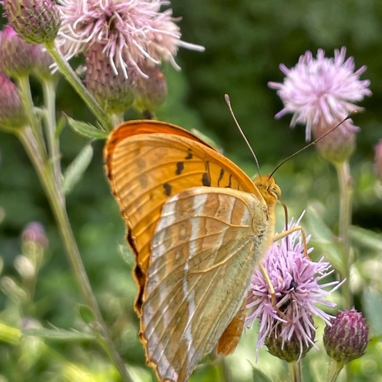 Argynnis paphia: Animal in habitat Park in the NatureSpots App