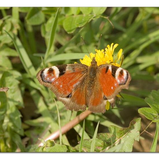 Aglais io: Animal in habitat Natural Meadow in the NatureSpots App