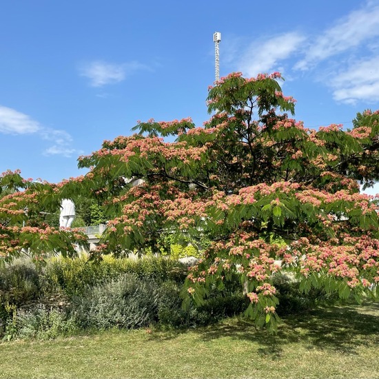 Seidenbaum: Pflanze im Habitat Stadt und Garten in der NatureSpots App