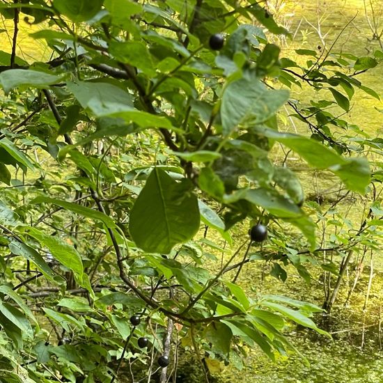 Gewöhnliche Traubenkirsche: Pflanze im Habitat Park in der NatureSpots App