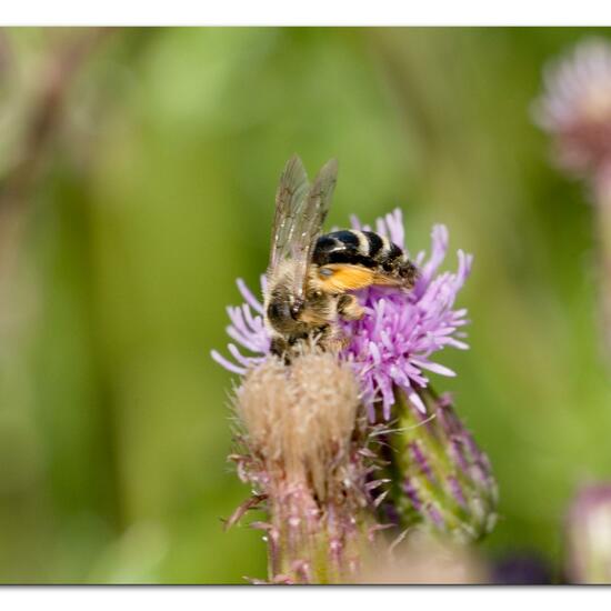 Gemeine Sandbiene: Tier im Habitat Naturnahe Wiese in der NatureSpots App