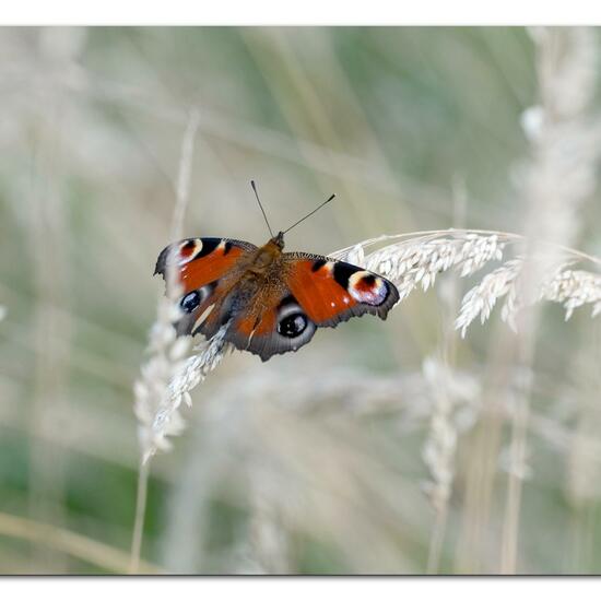 Aglais io: Animal in habitat Natural Meadow in the NatureSpots App