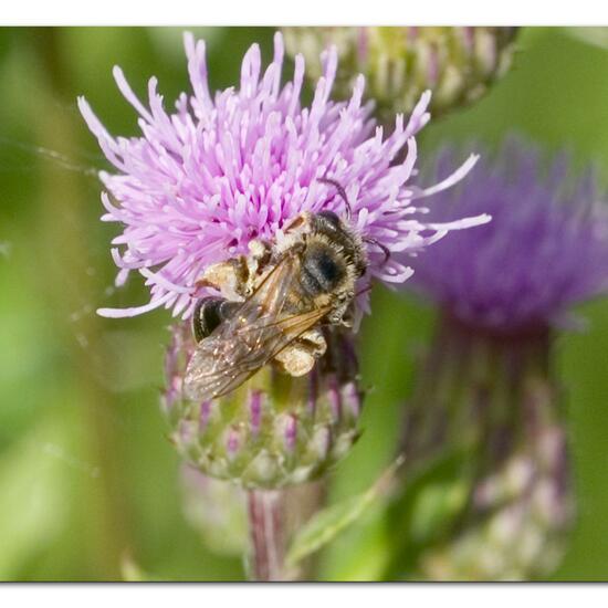 Andrena dorsata: Tier im Habitat Naturnahe Wiese in der NatureSpots App