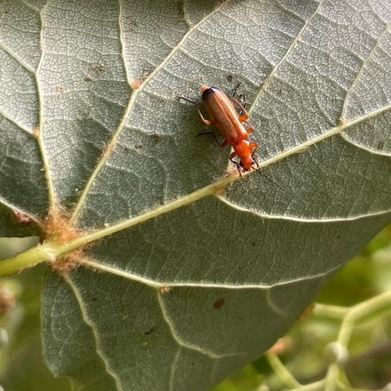 Roter Weichkäfer: Tier in der Natur in der NatureSpots App