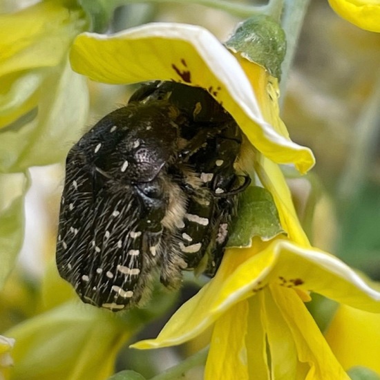 Gemeiner Goldregen: Pflanze im Habitat Garten in der NatureSpots App