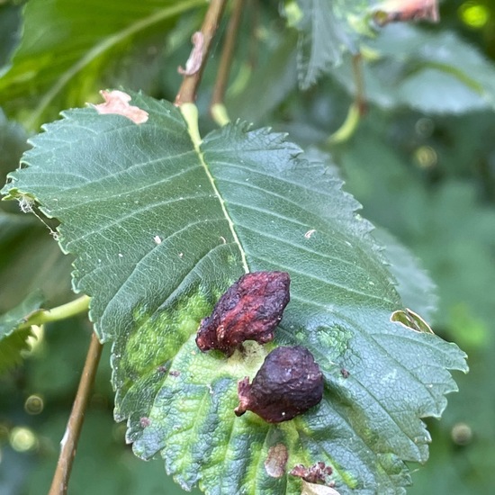 Feldulme: Pflanze im Habitat Garten in der NatureSpots App