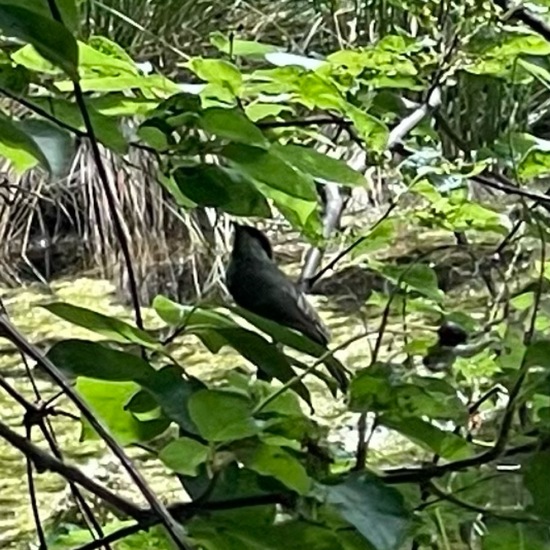 Mönchsgrasmücke: Tier im Habitat Park in der NatureSpots App