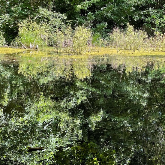 Eine unbekannte Art: Pflanze im Habitat Teich in der NatureSpots App