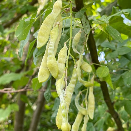 Gemeiner Goldregen: Pflanze im Habitat Garten in der NatureSpots App