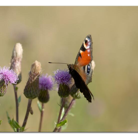 Aglais io: Animal in habitat Natural Meadow in the NatureSpots App