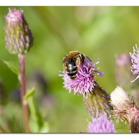 Andrena dorsata: Animal in habitat Natural Meadow in the NatureSpots App