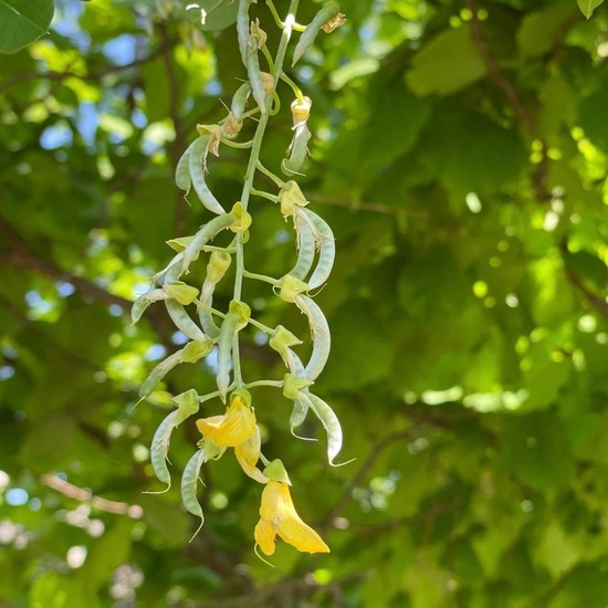 Gemeiner Goldregen: Pflanze im Habitat Garten in der NatureSpots App