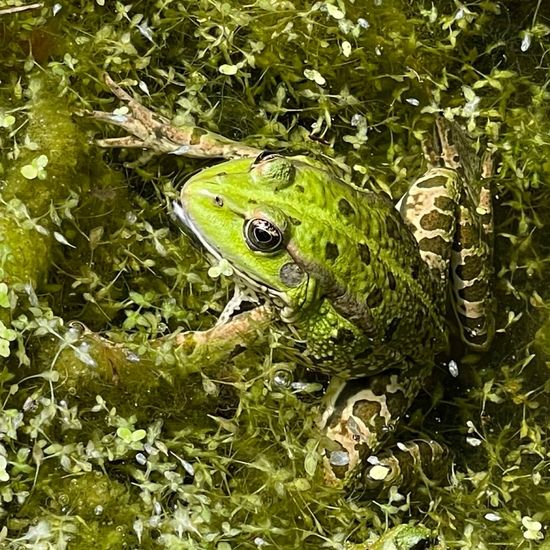 Teichfrosch: Tier in der Natur in der NatureSpots App